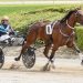 Bidding set to end tonight in harness racing auction
