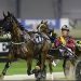 Emotional harness racing win for Dickie