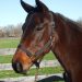 2009 Trotting Broodmare of the Year passes