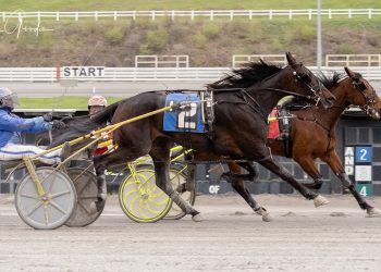Close finishes in Provost Memorial Trot prelims
