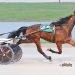 Jeffery P continues to roll in Open Trot