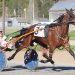 Warrawee Preferred notches 59th career win