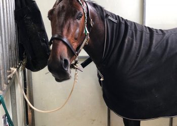 Trotter brings $1.375 million at Ohio Amish Sale