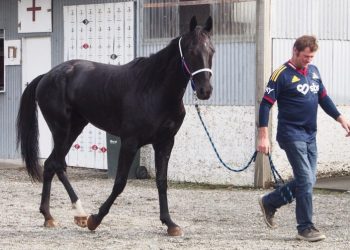 200th winner for ‘Wolfie’