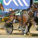 Fitzpatrick eager for another Menangle triumph