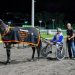 Queensland harness racing wrap