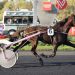 Don Fanucci Zet tunes up for Elitloppet 2 Don Fanucci Zet tunes up for Elitloppet