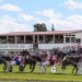 South Canterbury harness racing under threat 2 South Canterbury harness racing under threat