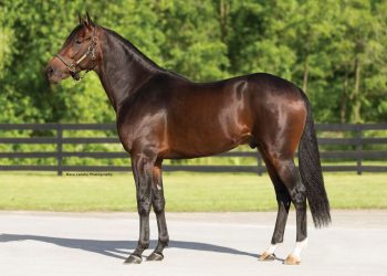 First crop by world’s fastest standardbred on offer