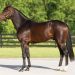 First crop by world’s fastest standardbred on offer