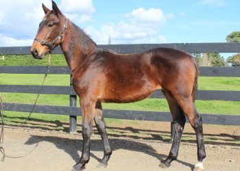 Impressive draft of weanlings from Alabar