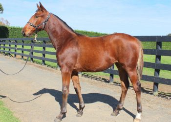 $55,000 for Top Lot at weanling sale