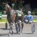 Queensland harness racing wrap