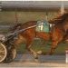 Mostinterestingman guns down Ambassador Hanover