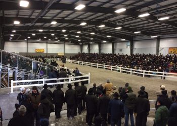 World’s biggest Amish horse sale Friday