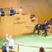 Harness racing weanling sale to be broadcast live 1 Harness racing weanling sale to be broadcast live