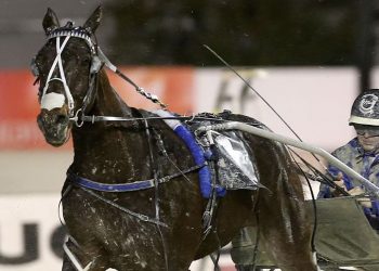 Perfect Auckland Cup trial for star pacer