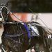 Perfect Auckland Cup trial for star pacer