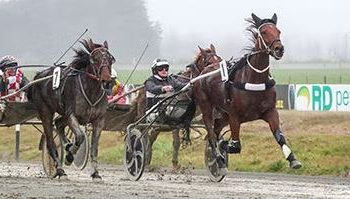 Variety the spice of life for evergreen trotter