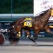 Dorsoduro Hanover goes wide for Open victory