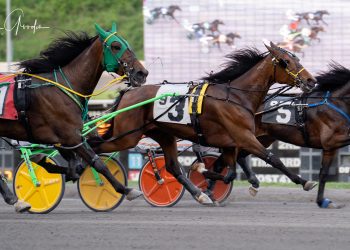Lone mare beats male rivals at The Meadows