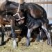 Horse saved from “slaughter pipeline” has foal