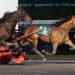 Tough Muscle takes Meadows Open Trot
