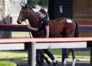 It’s a numbers game – The NZB weanling sale