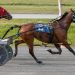 Armycaptin Hanover extends Open win streak 5 Armycaptin Hanover extends Open win streak