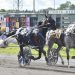 X O X O dominates H3R Preferred Trot
