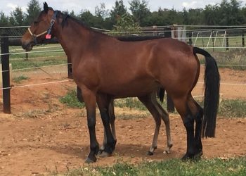 New chapter for prolific broodmare