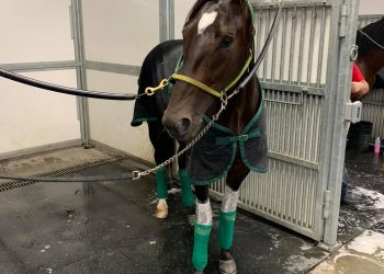 Fourever Boy holds special place in Twaddle’s heart