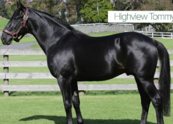 Highview Tommy receives a timely boost