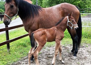 Australian mare to make a big impact in Sweden