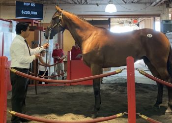 Meadowlands Mixed Sale set July 26