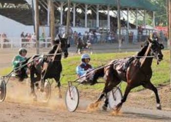OHHA to Live Stream from Paulding County Fair