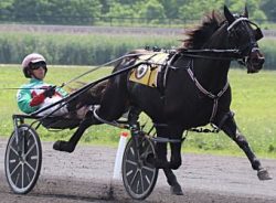 Lazarus colt shines with big late move at Gaitway