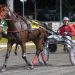 Queensland harness racing wrap 2 Queensland harness racing wrap