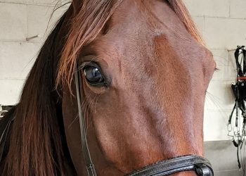 First stand for New Zealand bred four year old