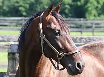 Svanstedt discusses chances of Pace-Hambo double