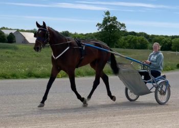 Paige Austin to debut on Kin Pace day