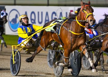 From last to first pacer turns heads at Menangle