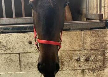 Don’t judge a racehorse by its ears