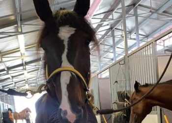 Pridecrest back on top at Running Aces