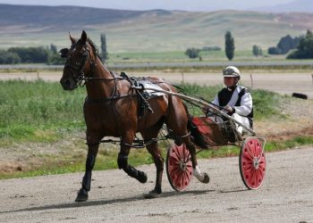 Death of top pacer Roman Gladiator