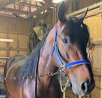 Hennessey picks up Tattoo Artist for the Gerrity 2