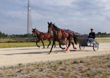McKibbin has another Ballykeel homebred ready