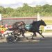 Marquis Lafayette prevails in tight Open Trot 1 Marquis Lafayette prevails in tight Open Trot