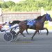 Record mile for Blue Knight in Open Trot
