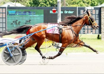 Reign Of Honor too good in Open Trot